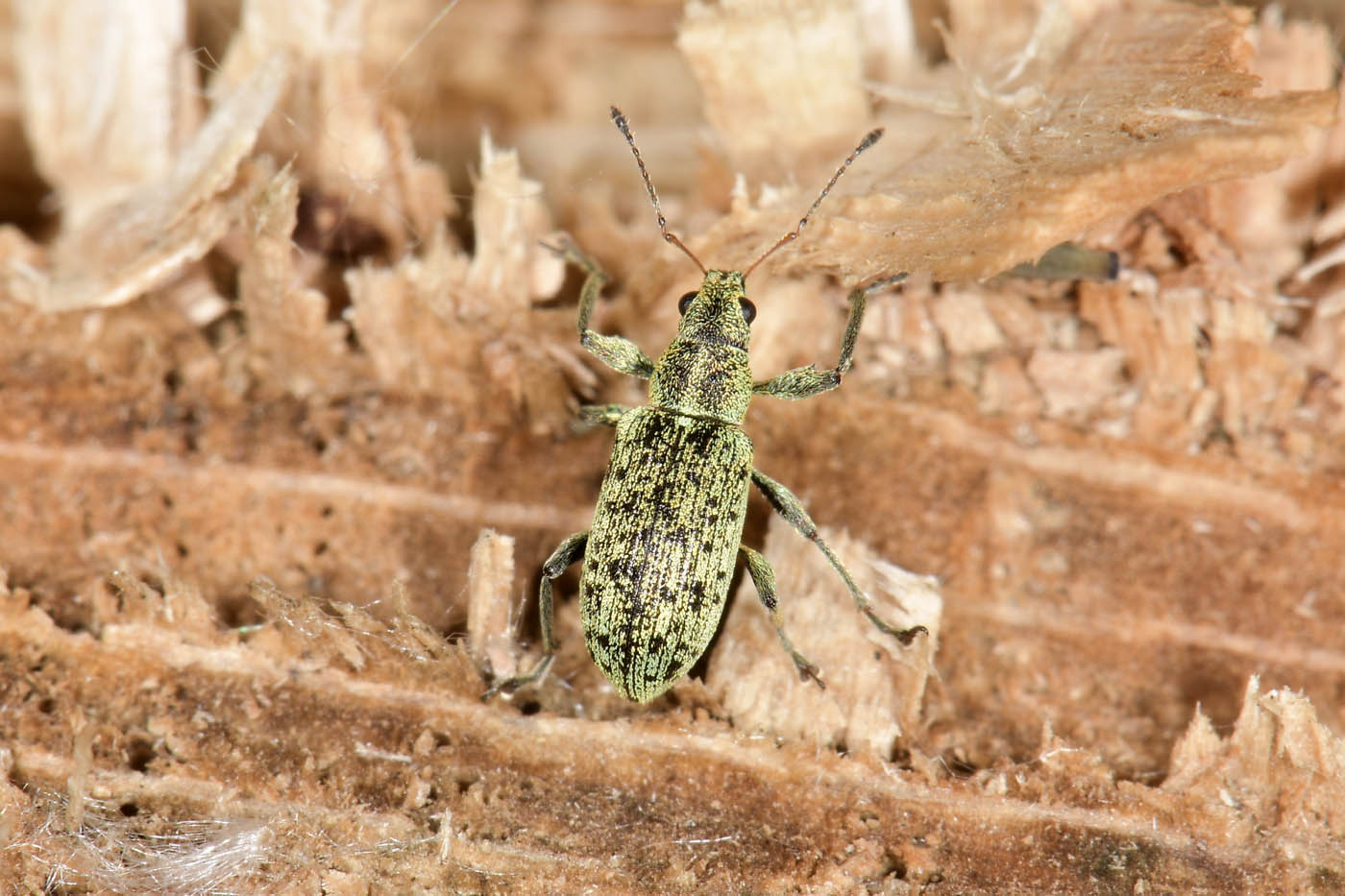 Curculionidae: Polydrusus cervinus?